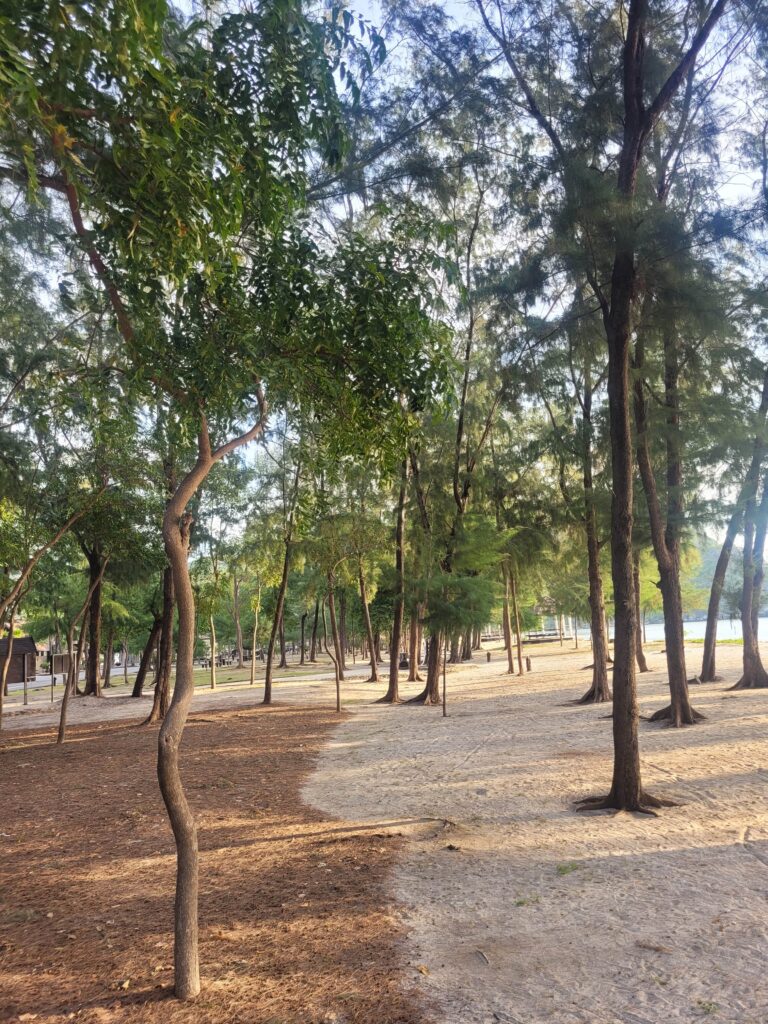 Trees in Sam Phraya Beach