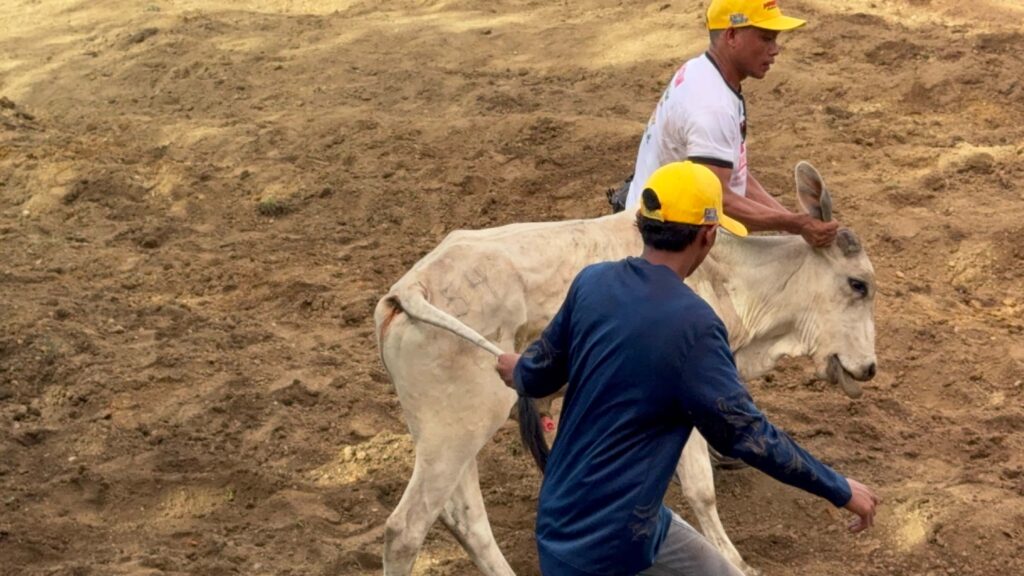 Cowhands guiding the cow out of the arena