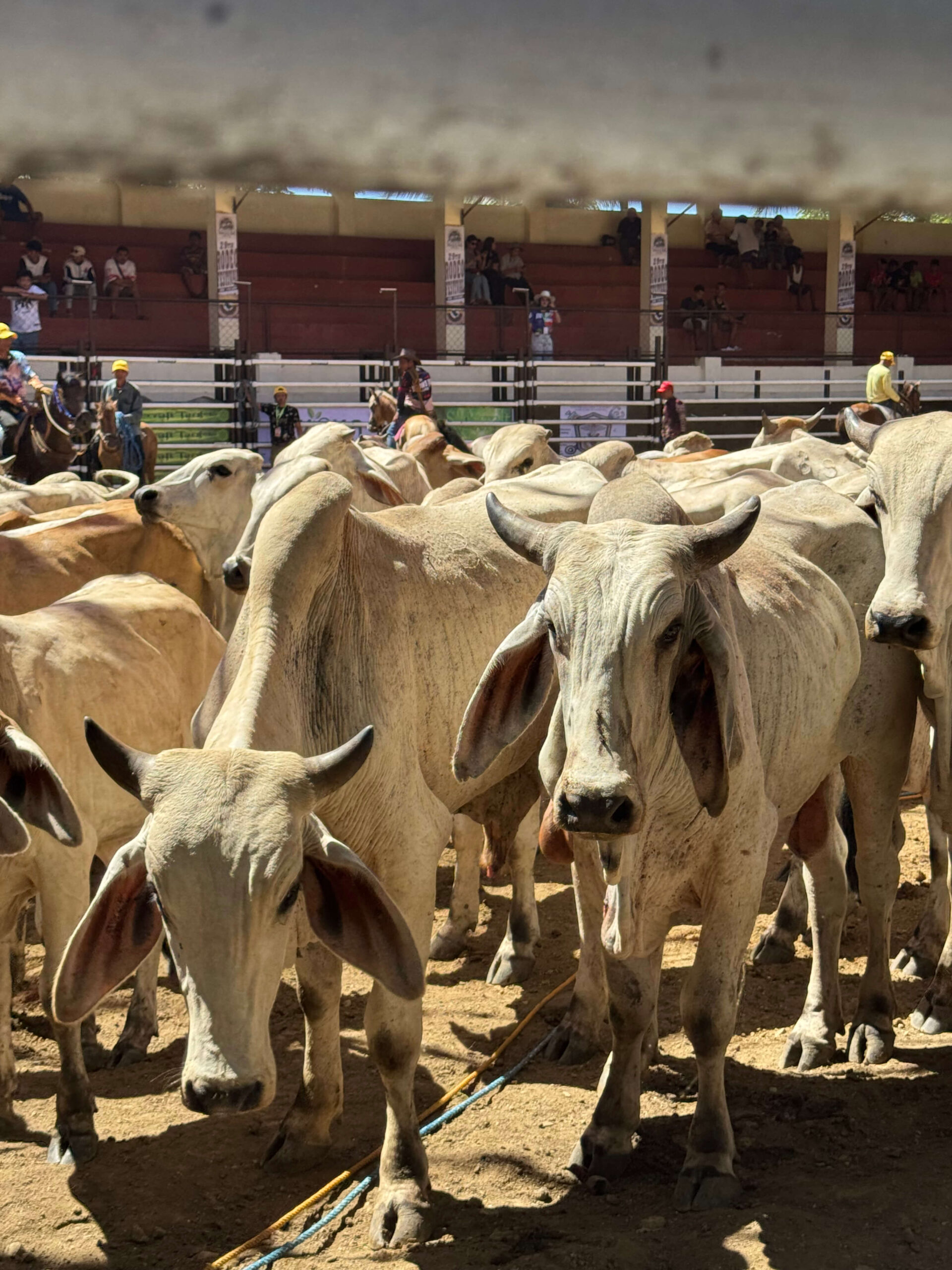 The Cattle Capital: My First Rodeo Masbateño Behind the Scenes